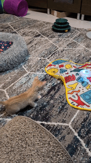Cat Interactive Hide and Seek Toy